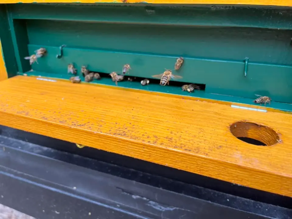 Utrinki iz čebelnjaka 4